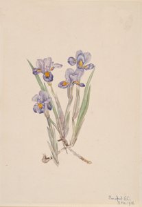 Vernal Iris Iris verna, 1918. od Mary Vaux Walcott