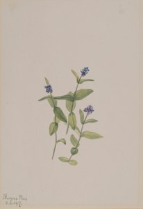Veronica wormskjoldii od Mary Vaux Walcott