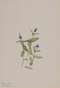 Veronica wormskjoldii, 1917. od Mary Vaux Walcott