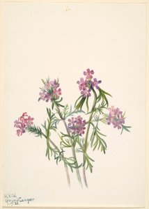 Sporýš (Verbena wrightii) od Mary Vaux Walcott