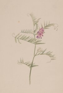 Vicia americana od Mary Vaux Walcott