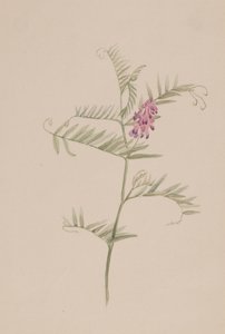 Americká vikev, ca. 1917-1918. od Mary Vaux Walcott