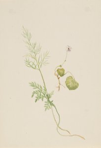 Viola palustris od Mary Vaux Walcott