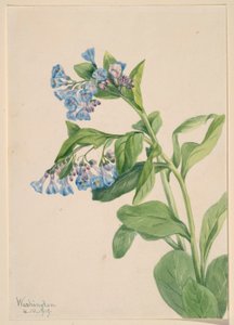 Zvonek virginský (Mertensia virginica) od Mary Vaux Walcott