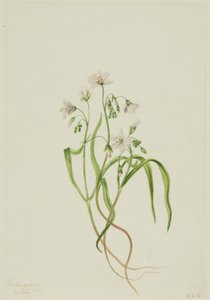 Virginia Springbeauty (Claytonia virginica) od Mary Vaux Walcott