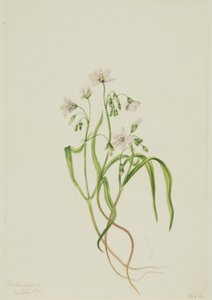 Virginia Springbeauty Claytonia virginica, 1919. od Mary Vaux Walcott