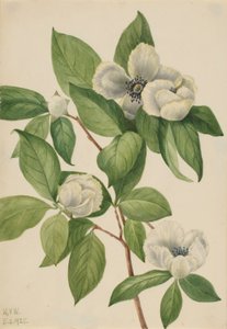 Stewartia virginská (Stewartia malachodendron) od Mary Vaux Walcott