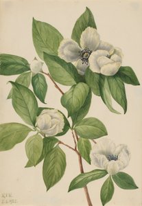 Virginia Stewartia Stewartia malachodendron, 1925. od Mary Vaux Walcott