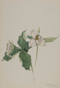 Probudit Robin (Trillium grandiflorum) od Mary Vaux Walcott
