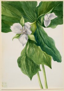 Wake robin (podobenství Trillium) od Mary Vaux Walcott