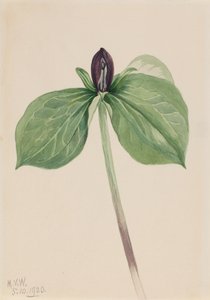 Wake-Robin Trillium sessile, 1920. od Mary Vaux Walcott