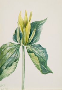 Wake-Robin Trillium underwoodii, 1937. od Mary Vaux Walcott