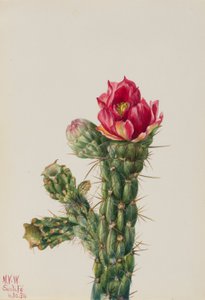 Cholla kráčející (Opuntia imbricata) od Mary Vaux Walcott