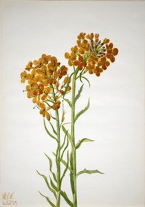Nástěnná květina (Erysimum wheeleri) od Mary Vaux Walcott