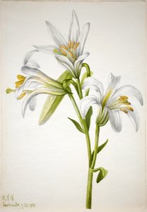 Lilie washingtonská (Lilium washingtonianum) od Mary Vaux Walcott