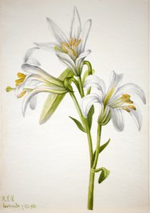 Washington Lily Lilium washingtonianum, 1933. od Mary Vaux Walcott