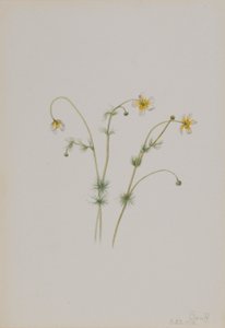 Vodní lakušník (Batrachium trichophyllum) od Mary Vaux Walcott