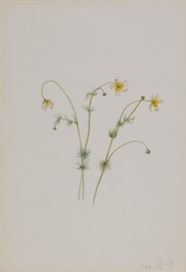 Vrána vodní Batrachium trichophyllum, 1918. od Mary Vaux Walcott