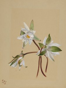 Lekníny (Castalia odorata) od Mary Vaux Walcott