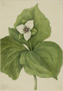 Wax Trillium (Trillium album) od Mary Vaux Walcott