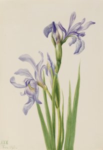 Modrá vlajka západní (Iris missouriensis) od Mary Vaux Walcott