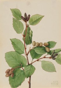 Olše zelená Alnus sinuata, 1922. od Mary Vaux Walcott