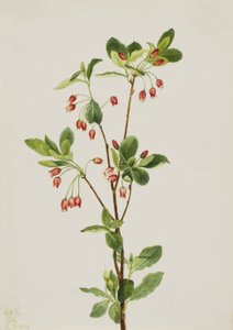 Západní Menziesia Menziesia glabella, 1924. od Mary Vaux Walcott