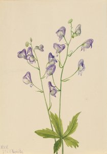 Západní mnišství Aconitum columbianum, 1933 od Mary Vaux Walcott