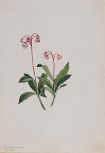 Pipsisseva západní (Chimaphila umbellata) od Mary Vaux Walcott