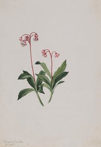 Západní pipsissewa Chimaphila umbellata, 1902. od Mary Vaux Walcott