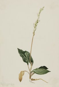 Chřestýš západní Jitrocel Peranium decipiens, 1905. od Mary Vaux Walcott