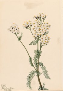 Řebříček západní (Achillea lanulosa) od Mary Vaux Walcott