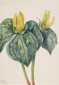 Květina bičíkovec (Trillium hugeri) od Mary Vaux Walcott
