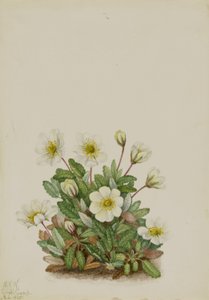 Dryáda bílá (Dryas octopetala)