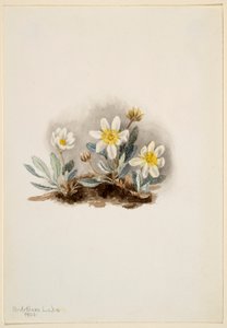 Dryáda bílá (Dryas octopetala) od Mary Vaux Walcott