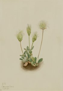 Dryáda bílá (Dryas octopetala) od Mary Vaux Walcott