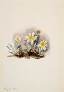 White Dryad Dryas octopetala, 1902. od Mary Vaux Walcott