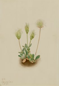 White Dryad Dryas octopetala, 1920. od Mary Vaux Walcott