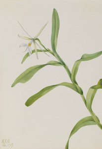 Epidendrum bílé (Epidendrum nocturnum) od Mary Vaux Walcott