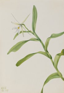 Bílá, 1919 od Mary Vaux Walcott