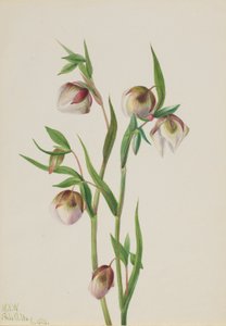 Bílá lucerna (Calochortus albus) od Mary Vaux Walcott