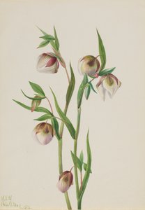 Lucerna bílé víly Calochortus albus, 1933. od Mary Vaux Walcott