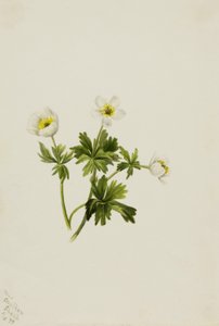 Bílý kulíšek (Trollius albiflorus) od Mary Vaux Walcott