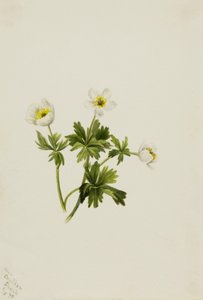 Bílý světlík Trollius albiflorus, 1899. od Mary Vaux Walcott
