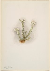 Vřes bílý (Phyllodoce grandiflora) od Mary Vaux Walcott