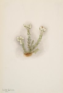 White Heather Phyllodoce grandiflora, 1901. od Mary Vaux Walcott
