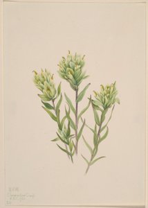 Indiánský štětec bílý (Castilleja occidentalis)