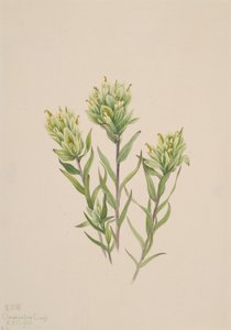 Bílý indický štětec Castilleja occidentalis, 1920. od Mary Vaux Walcott