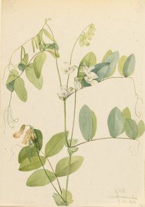 Hrách bílý (Lathyrus ochroleucus) od Mary Vaux Walcott
