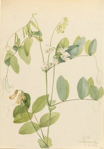 Hrách bílý Lathyrus ochroleucus, 1920. od Mary Vaux Walcott